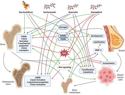 Sea buckthorn and its flavonoids isorhamnetin, quercetin, and kaempferol favorably influence bone and breast tissue health